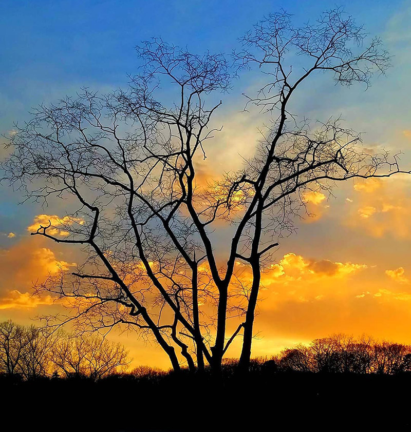 Mark Nordby tree sunset